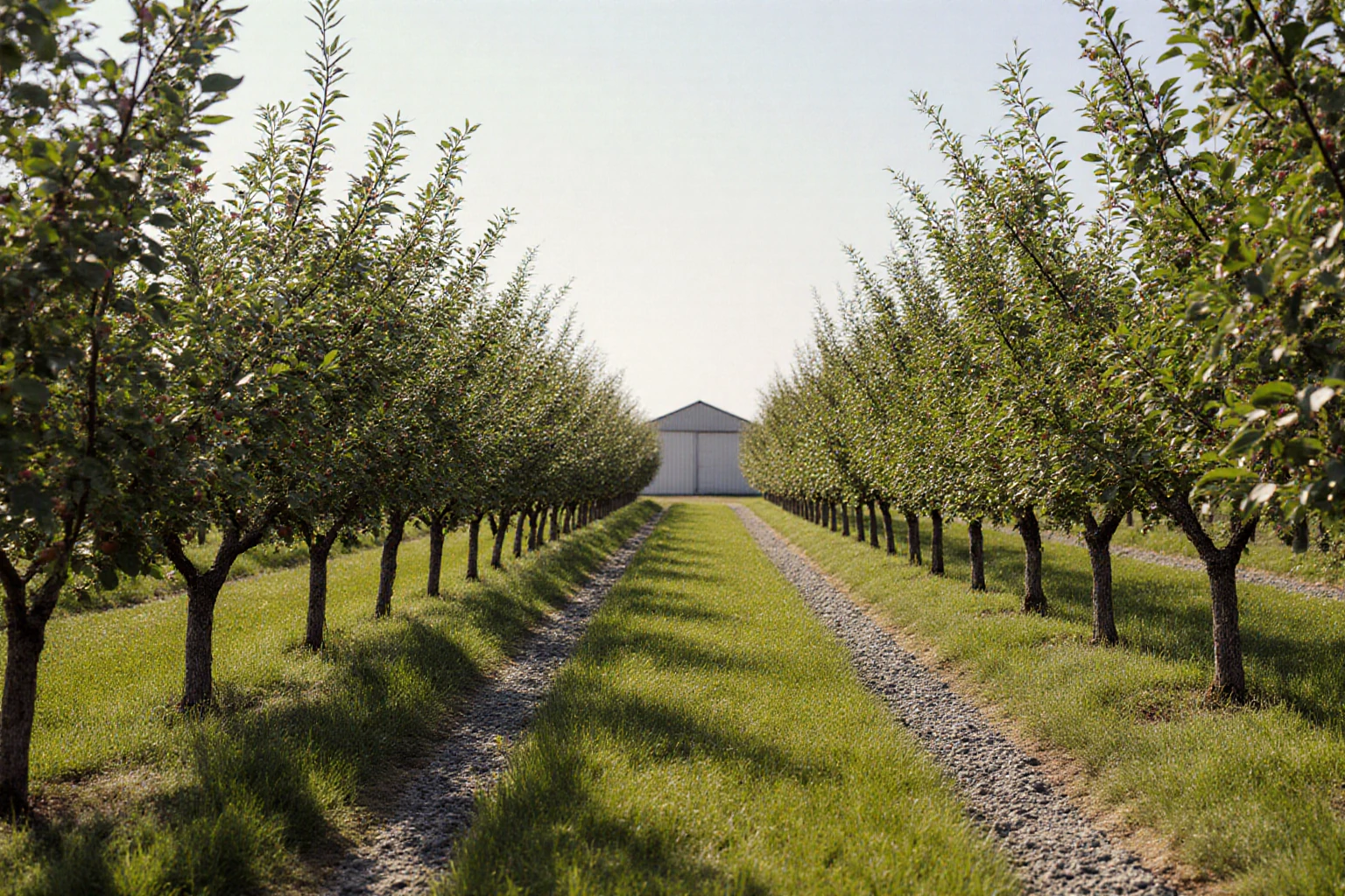 Rows of orchard trees with grass lanes and a farm building in the distance